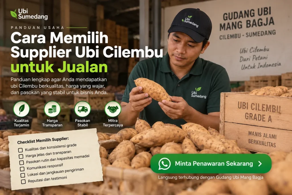 Cara memilih supplier ubi Cilembu untuk jualan