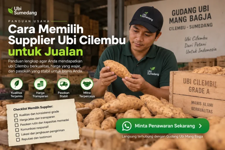 Cara memilih supplier ubi Cilembu untuk jualan