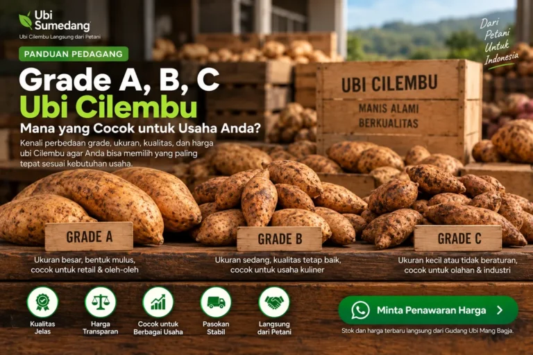 Perbandingan ukuran Grade A, B, dan C ubi Cilembu untuk kebutuhan usaha